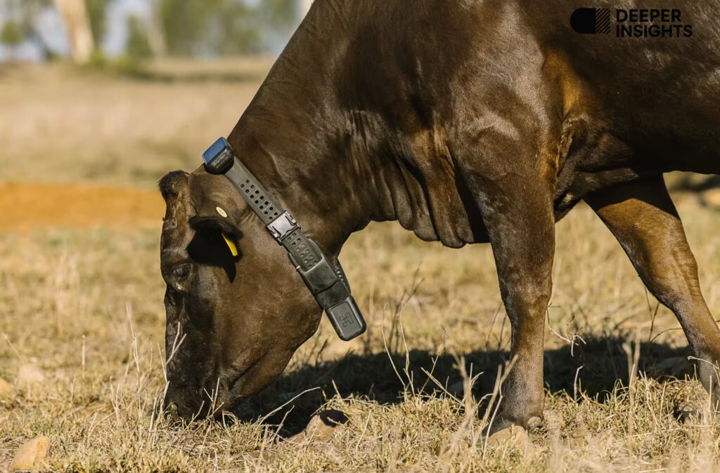 Virtual Fencing Smart Collar